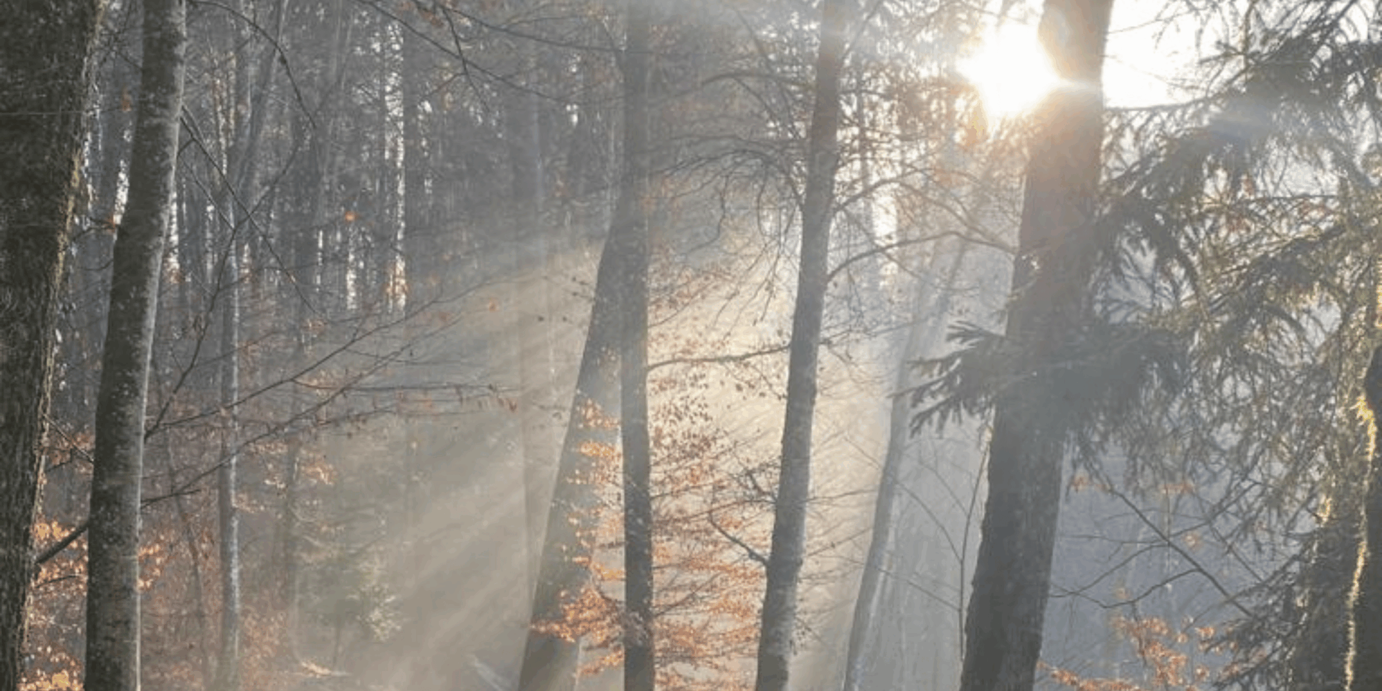 Lichtstrahlen im Wald als Symbol für neue Kraft und Hoffnung bei Erschöpfung – Cranio Bern