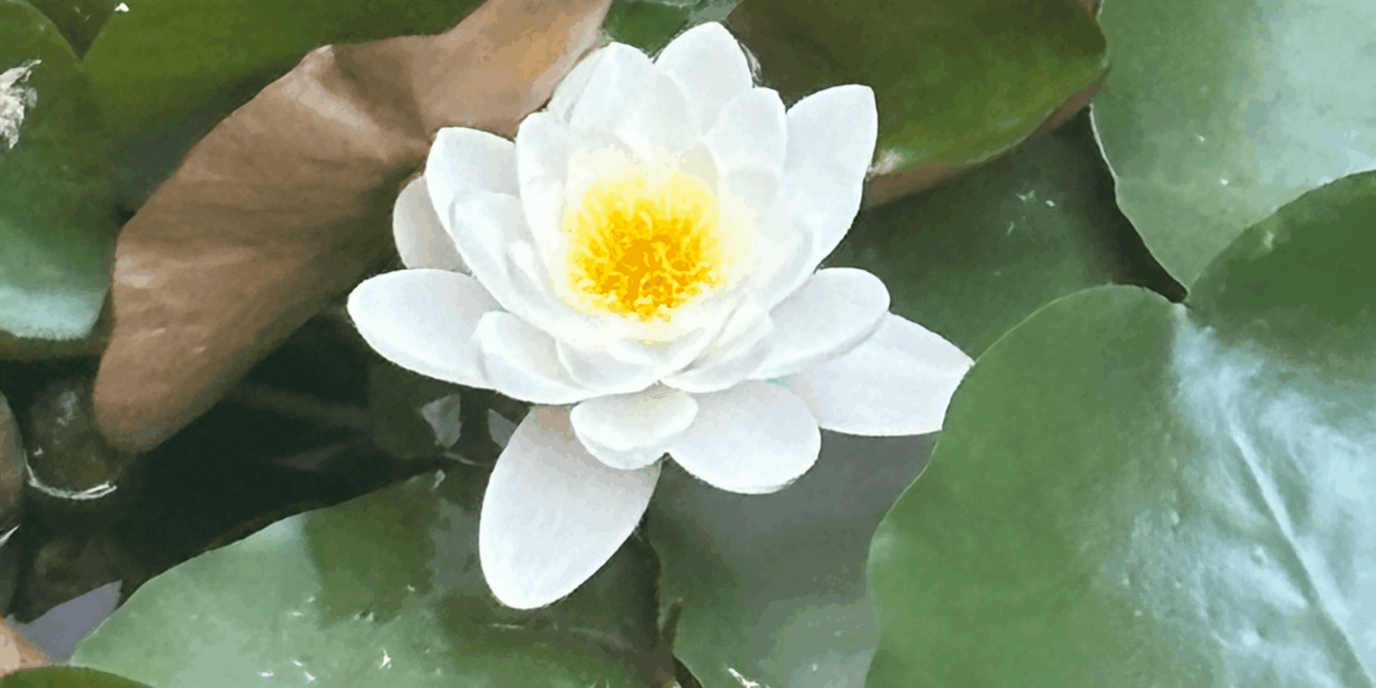 Eine weiße Seerose als Symbol für Hochsensibilität und Ruhe – Craniosacral Therapie Bern